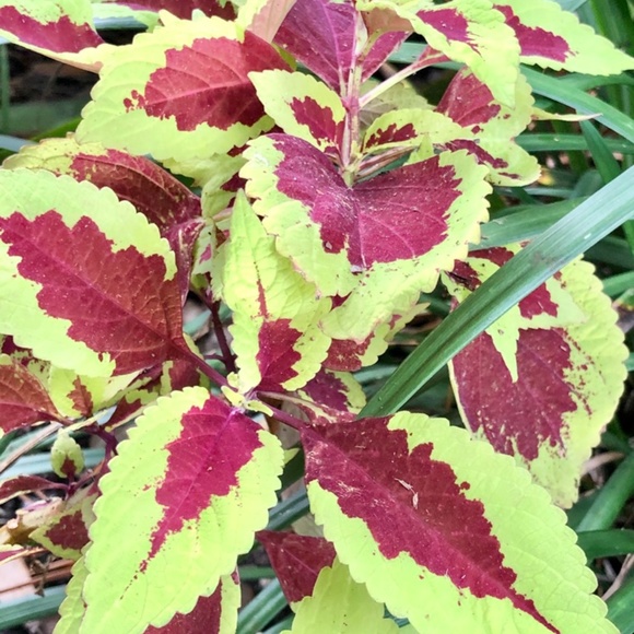 Tracee - Picture 5 of 12